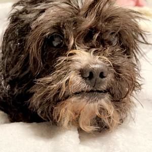 Meet your Posher, Jade